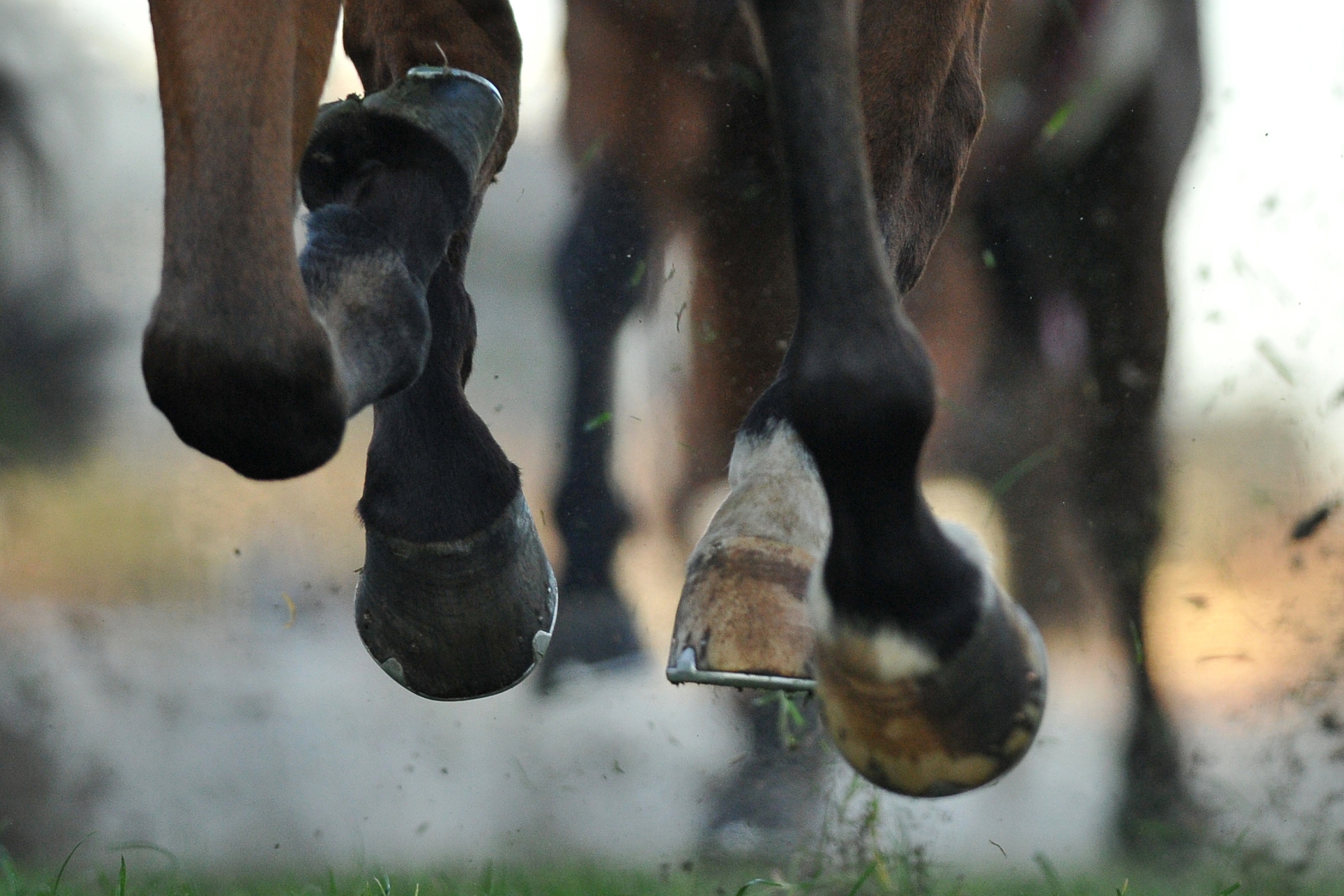 Gambling On Horse Racing Online